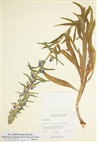 藏品(藍薊)的圖片